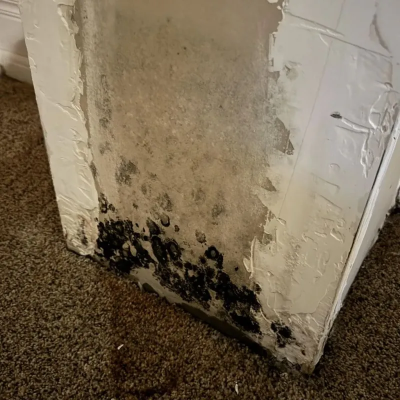 Professional Mold Removal in Maysville, OK